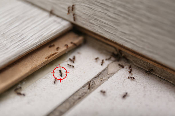 Best Termite Control Services  in Casselberry, FL